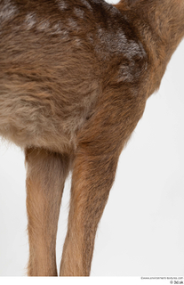 Deer doe leg 0052.jpg